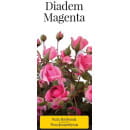 Роза флорибунда Diadem Magenta