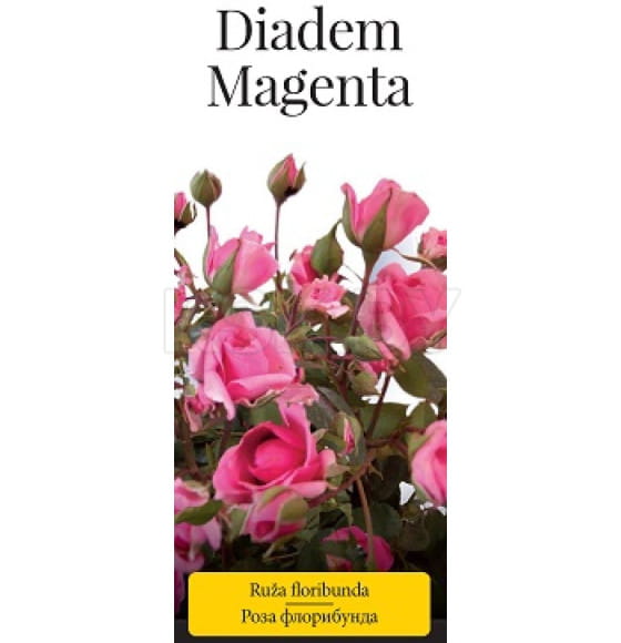 Роза флорибунда Diadem Magenta