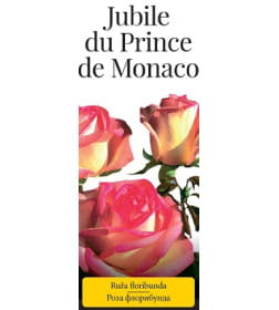 Роза флорибунда Jubile du Prince de Monaco