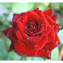 Роза флорибунда Niccolo Paganini