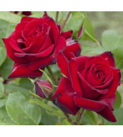 Роза флорибунда Niccolo Paganini