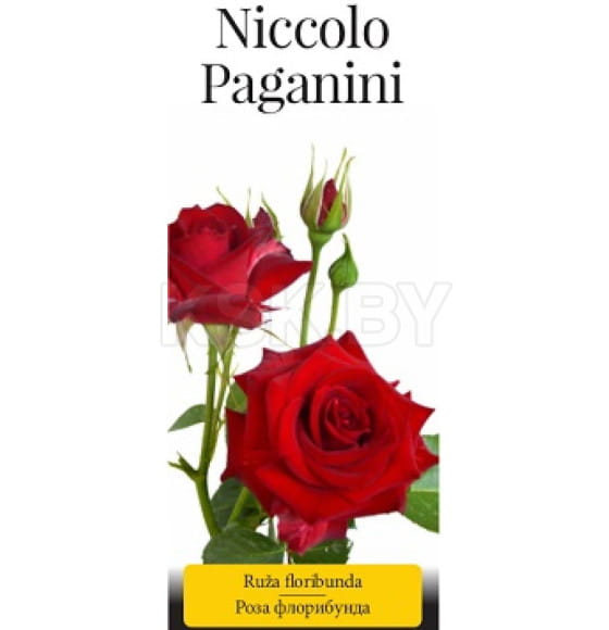 Роза флорибунда Niccolo Paganini