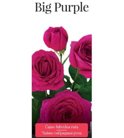 Роза чайно-гибридная Big Purple