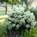 Гортензия метельчатая Бобо (Paniculata bobo) C2 0,4/0,6м