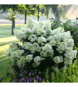 Гортензия метельчатая Бобо (Paniculata bobo) C2 0,4/0,6м