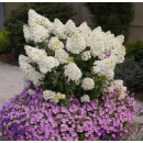 Гортензия метельчатая Бобо (Paniculata bobo) C2 0,4/0,6м