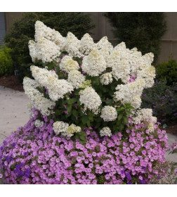 Гортензия метельчатая Бобо (Paniculata bobo) C2 0,4/0,6м