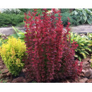 Барбарис тунберга Оранж Рокет (Orange Rocket) C3 0.3/0.5м