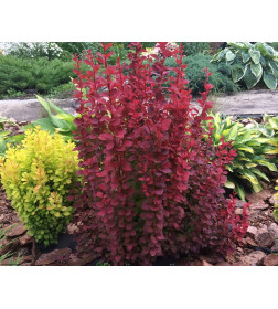 Барбарис тунберга Оранж Рокет (Orange Rocket) C3 0.3/0.5м