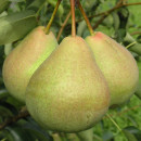 Саженец Груша Платоновская, трехлетний, закрытый тип (2/18/3/Закр) 