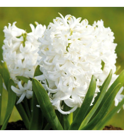 Гиацинты комнатные White Pearl, 3шт