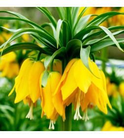 Фритиллярия imperialis Lutea, 1шт.