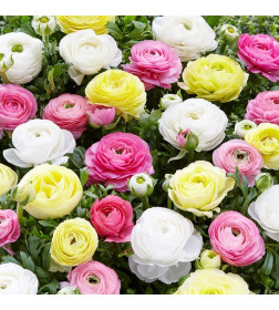 Ранункулус Pastel Mix, 12шт