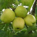 Саженец Яблоня Голден Миллениум, трехлетний, закрытый тип (1/37/3/Закр) 