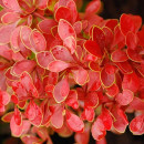 Барбарис тунберга Коралл (Coral) C2 0.3/0.4м