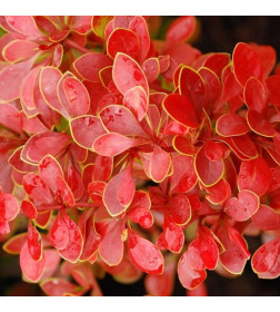Барбарис тунберга Коралл (Coral) C2 0.3/0.4м