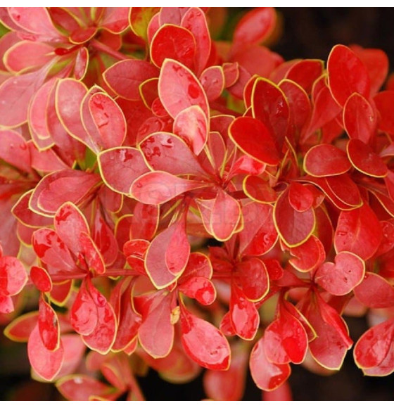 Барбарис тунберга Коралл (Coral) C2 0.3/0.4м