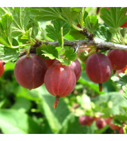 Саженец Крыжовник колючий Краснославянский, двухлетний, закрытый тип