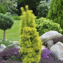 Тис ягодный Давид (Taxus baccata David) C2 0,2/0,3м