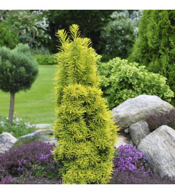 Тис ягодный Давид (Taxus baccata David) C2 0,2/0,3м