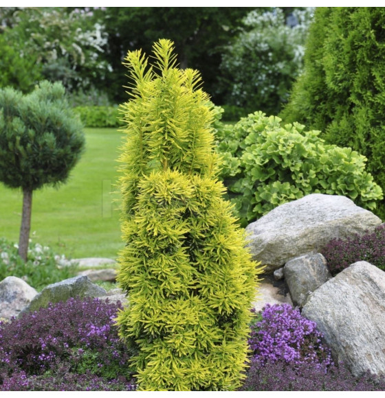 Тис ягодный Давид (Taxus baccata David) C2 0,2/0,3м