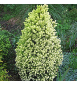 Ель канадская сизая Дейзи Вайт ( Daisy's White) C3 0,2/0,3м