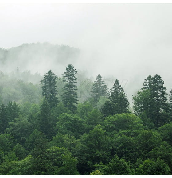 Фотообои Vimala C05622, 2700х4000мм (C05622) 