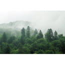 Фотообои Vimala C05622, 2700х4000мм (C05622) 