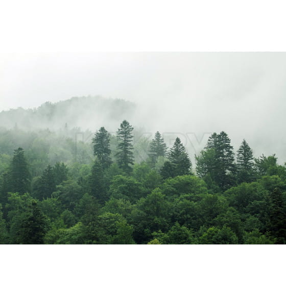 Фотообои Vimala C05622, 2700х4000мм (C05622) 