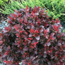 Барбарис тунберга Атропурпуреа Нана ( Atropurpurea nana) C3 0,20/0,30м (ИП Иванович) 