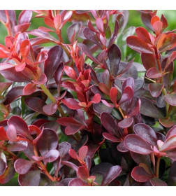 Барбарис тунберга Атропурпуреа Нана ( Atropurpurea nana) C3 0,20/0,30м