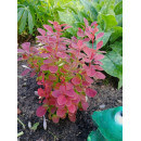 Барбарис тунберга Неон (Neon) C3 0,40/0,60м