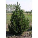 Сосна Унцината (Pinus Uncinata) C3 0,3/0,4м (ИП Иванович) 