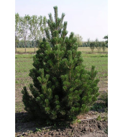 Сосна Унцината (Pinus Uncinata) C3 0,3/0,4м