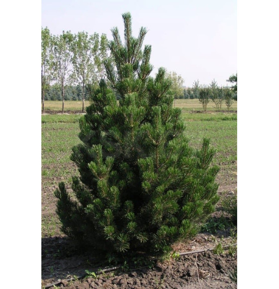 Сосна Унцината (Pinus Uncinata) C3 0,3/0,4м (ИП Иванович) 