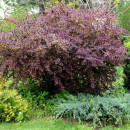 Барбарис оттавский Суперба (Superba) C3 30/50см