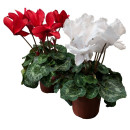 Цикламен персидский Cyclamen persicum, в ассортименте d10