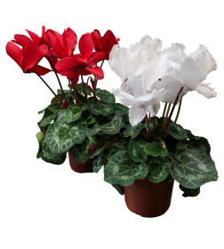 Цикламен персидский Cyclamen persicum, в ассортименте d10