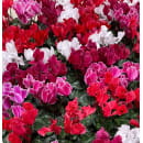 Цикламен персидский Cyclamen persicum, в ассортименте d10
