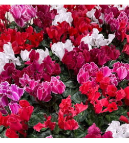 Цикламен персидский Cyclamen persicum, в ассортименте d10