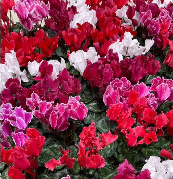 Цикламен персидский Cyclamen persicum, в ассортименте d10