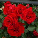 Роза плетистая Sympathie