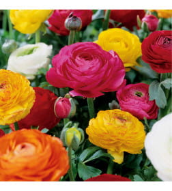 Ранункулус Largeflowering Mix, 10шт