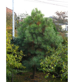 Сосна Пондероса (Pinus ponderosa) C3 0,3/0,4м