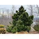 Сосна черная (Pinus nigra) C3 0,3/0,4м