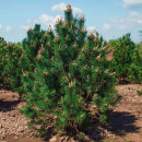 Сосна Унцината (Pinus Uncinata) C3 0,3/0,4м (ИП Иванович) 