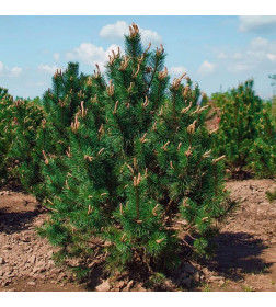 Сосна Унцината (Pinus Uncinata) C3 0,3/0,4м