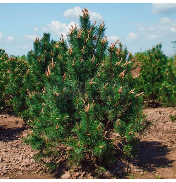 Сосна Унцината (Pinus Uncinata) C3 0,3/0,4м (ИП Иванович) 