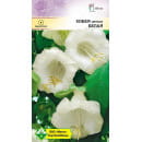 Кобея цепкая Белая 5шт