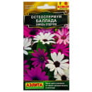 Остеоспермум Баллада, смесь семена